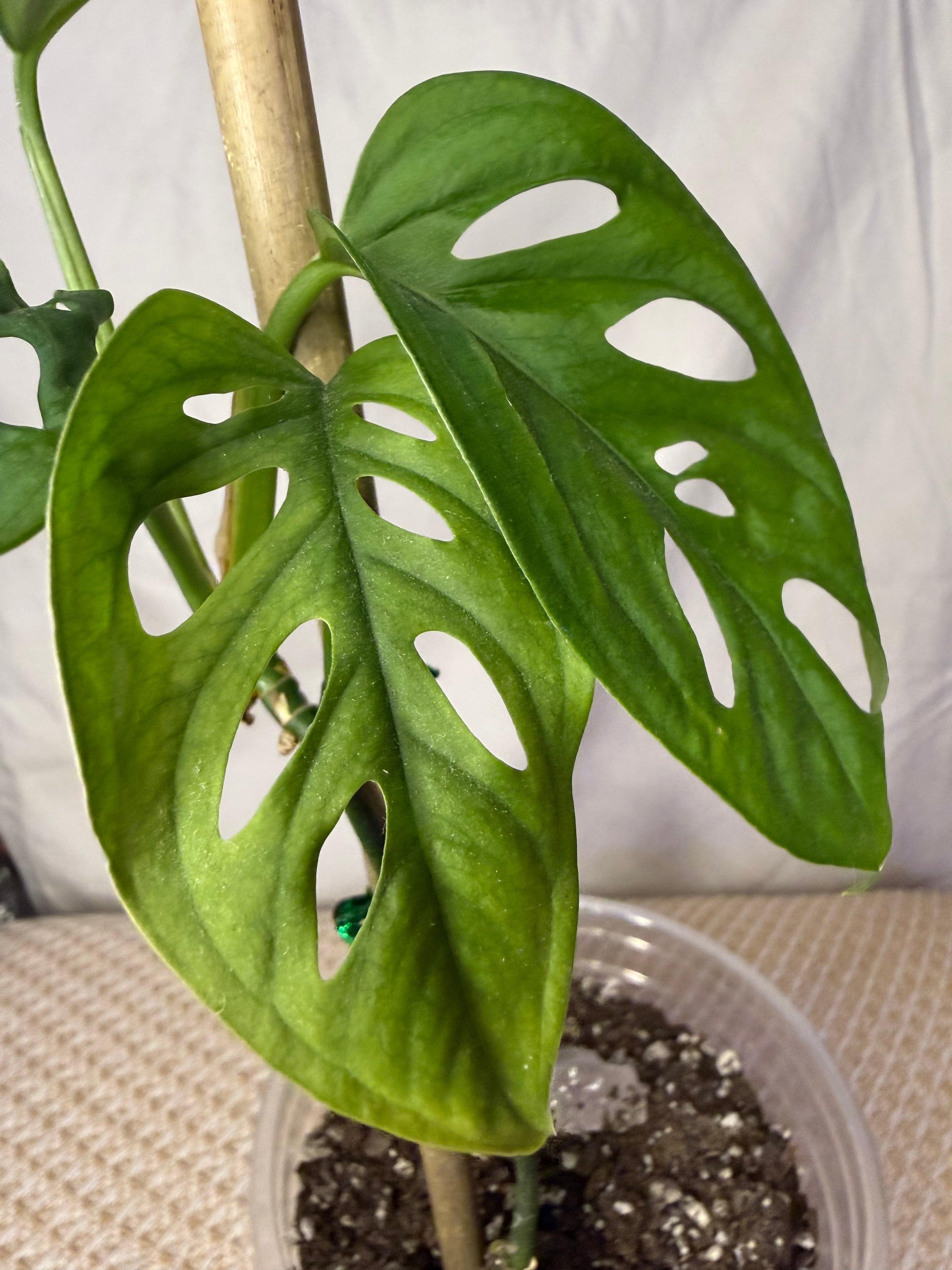 Monstera Adansonii – Celestial Garden Co