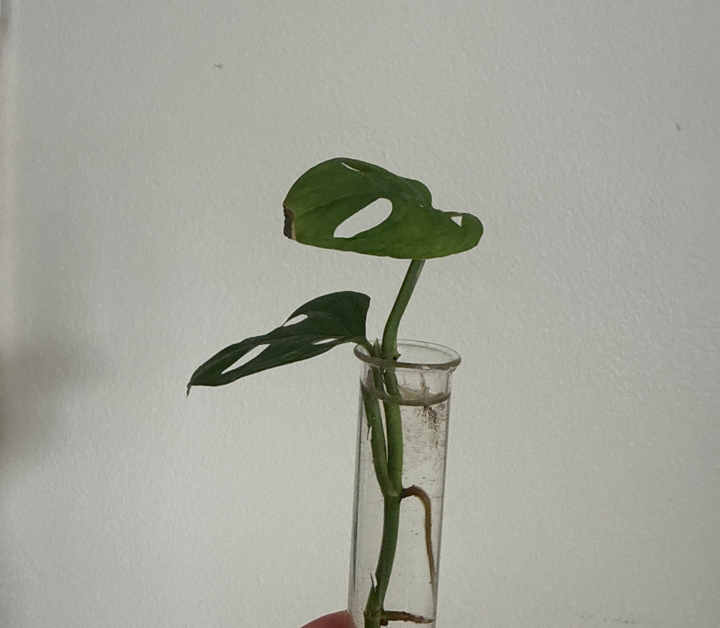 Propagating Monstera Adansonii