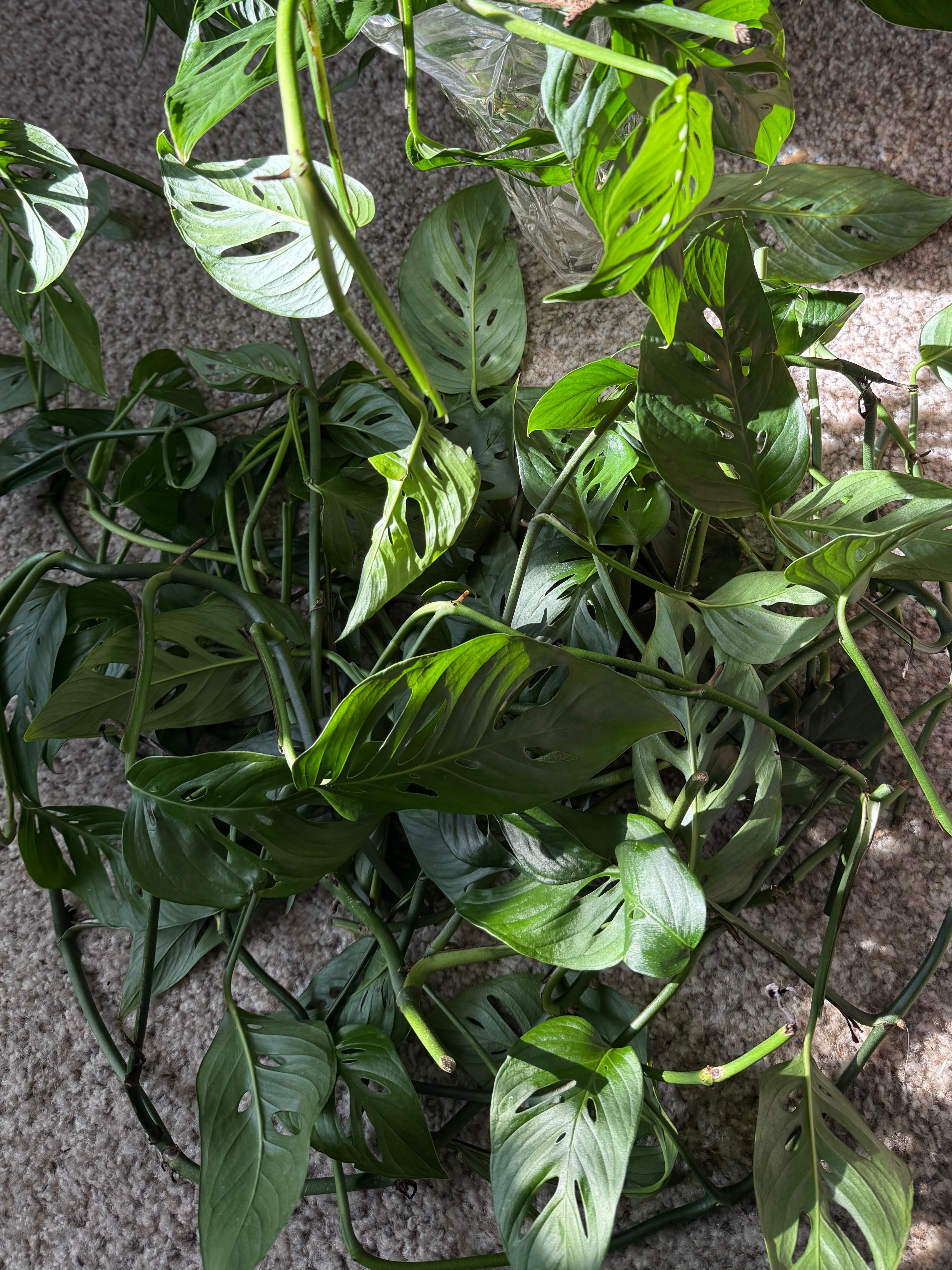 Monstera Adansonii Propagation