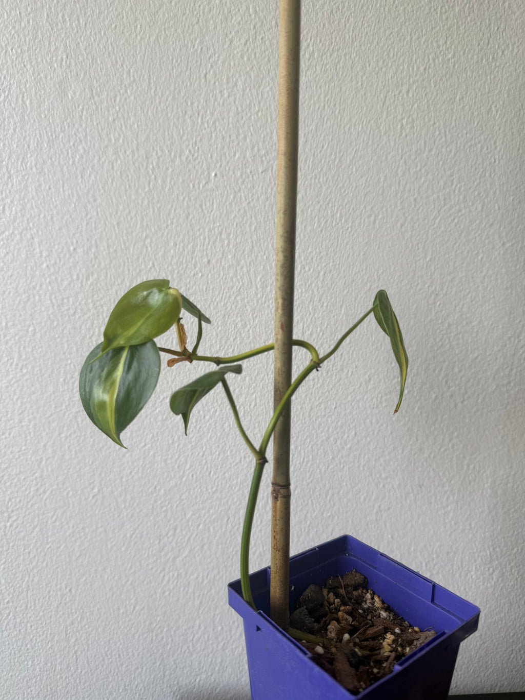 Philodendron Brazil Medium