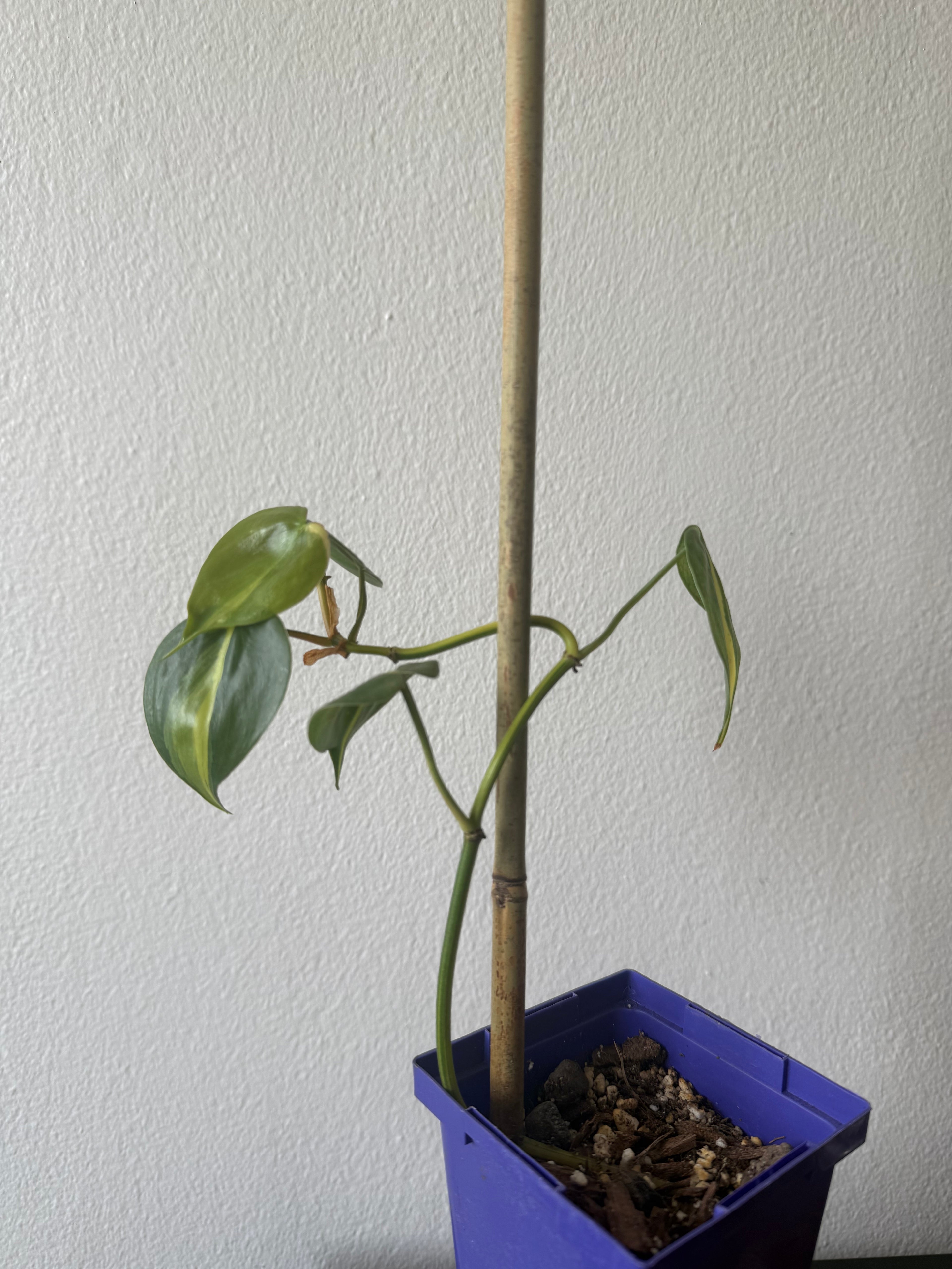 Philodendron Brazil Medium