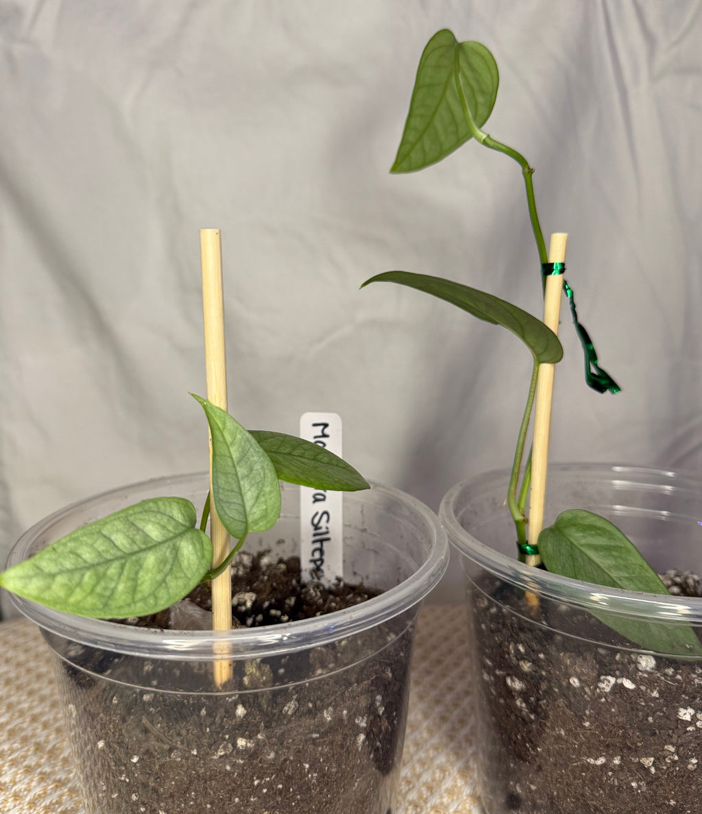 Monstera Siltepecana