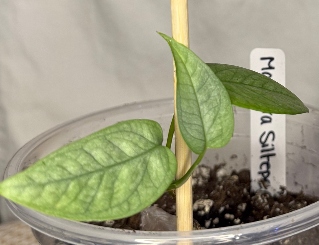 Monstera Siltepecana