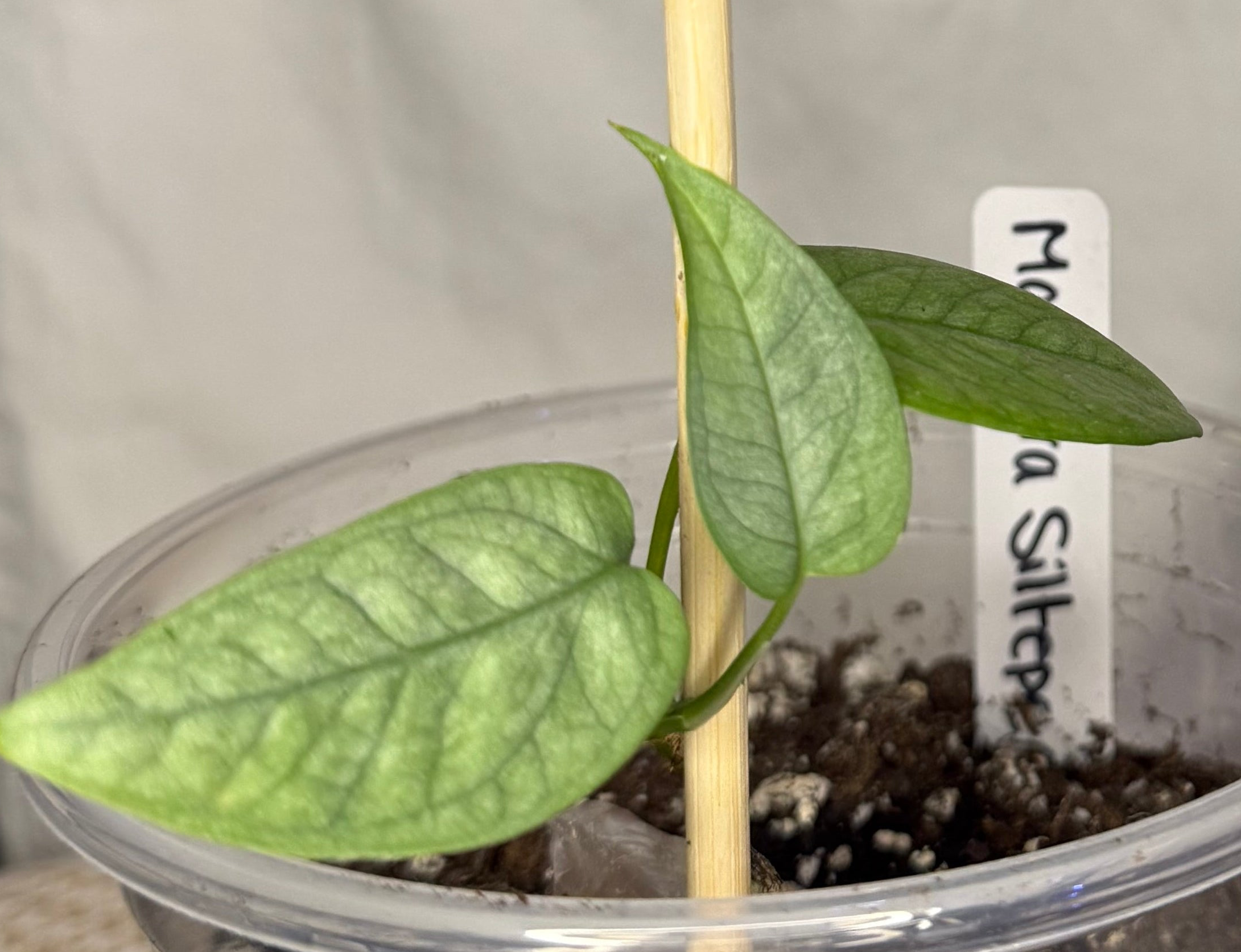 Monstera Siltepecana