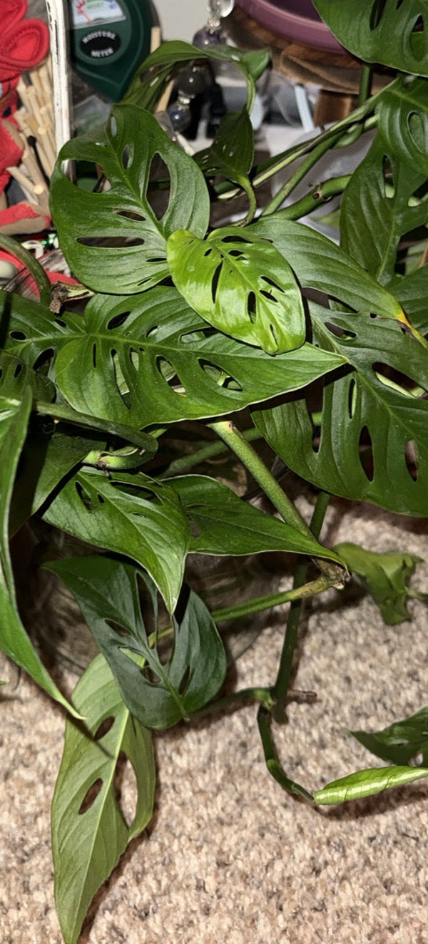 Monstera Adansonii Propagation