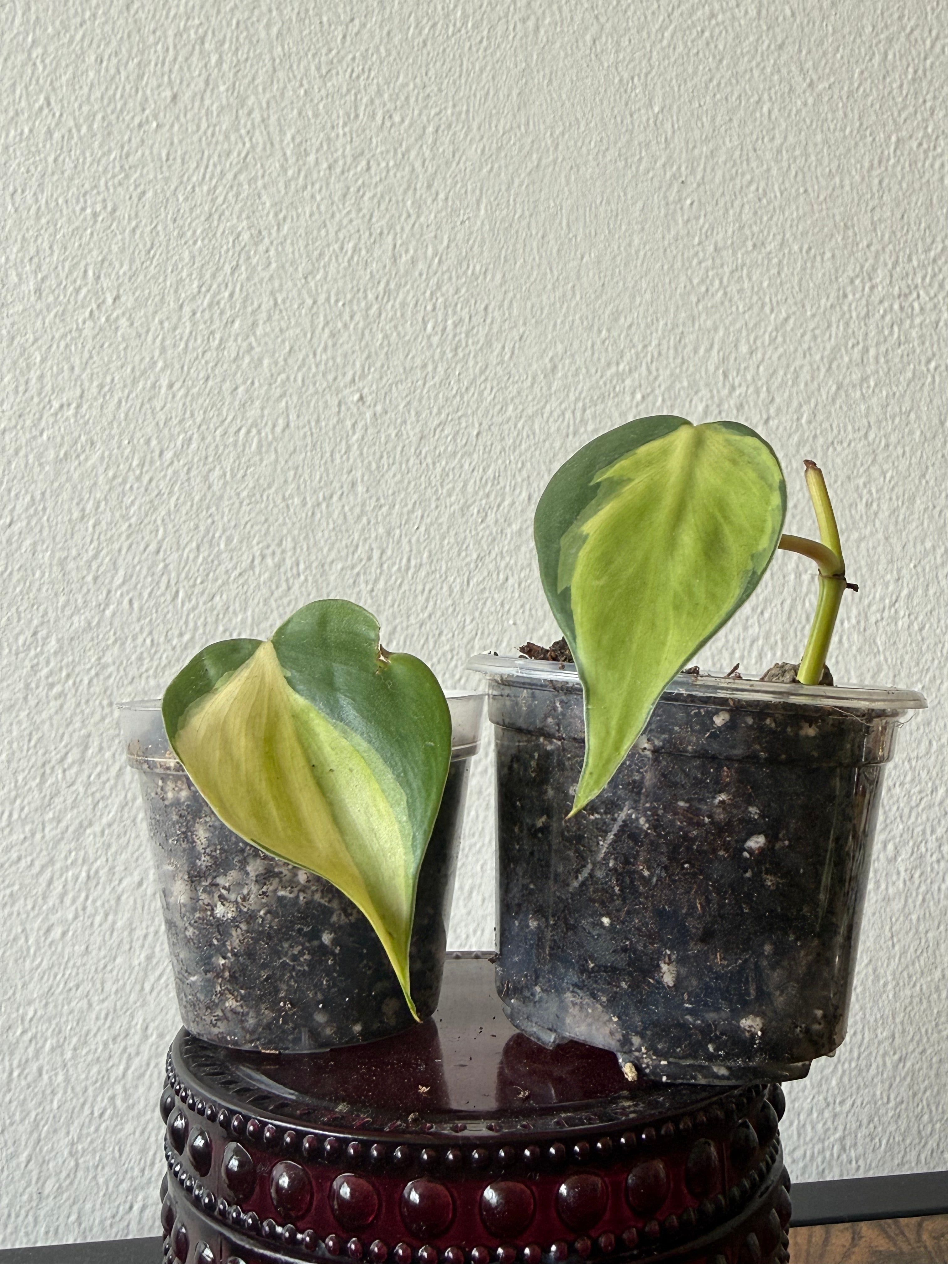 Philodendron Brazil small