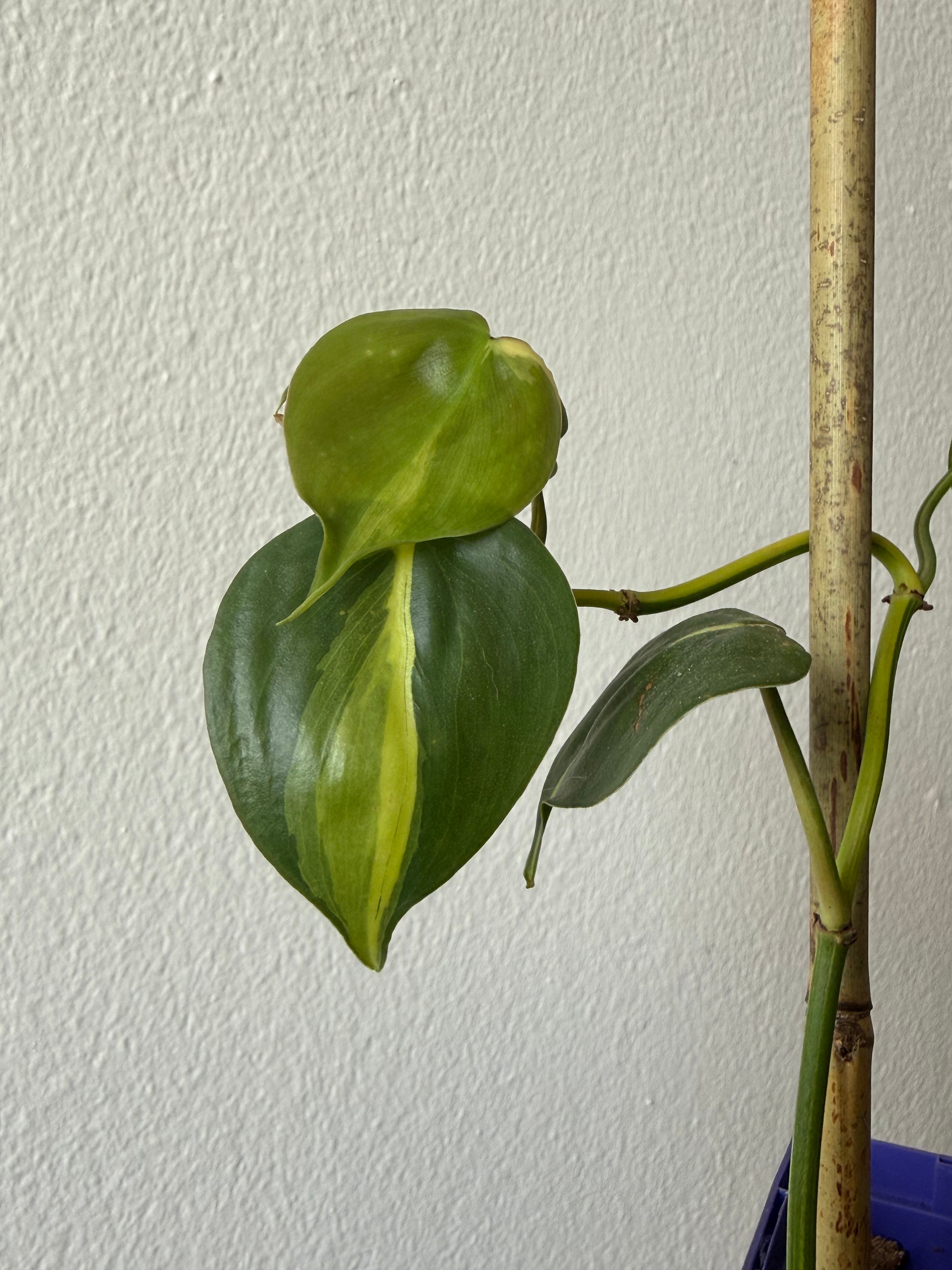 Philodendron Brazil Medium