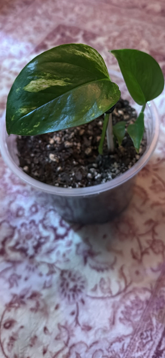 Golden Pothos