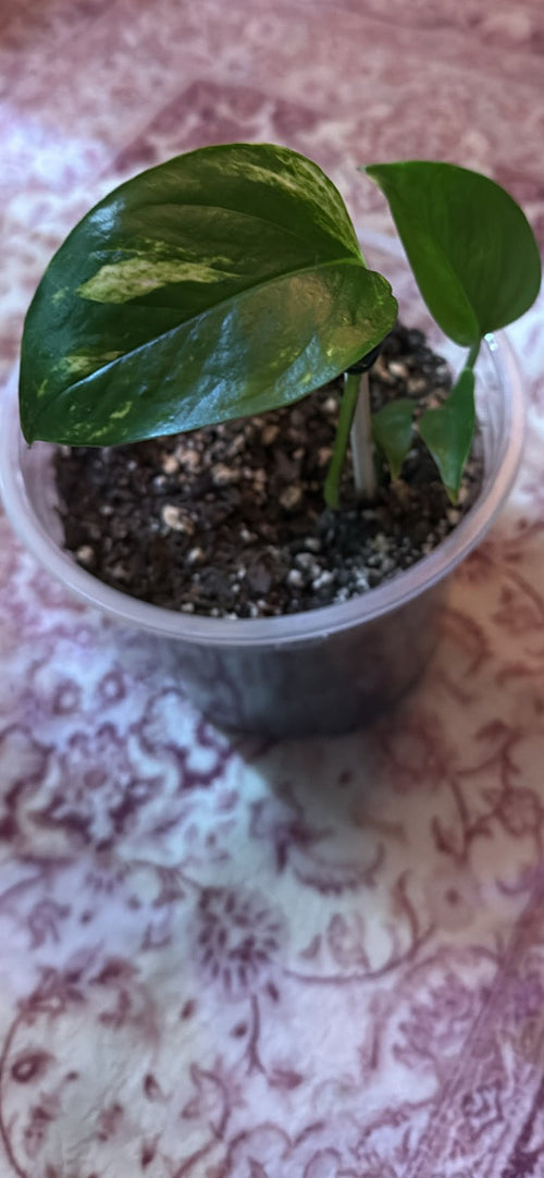 golden pothos brown leaves Golden Pothos – Celestial Garden Co