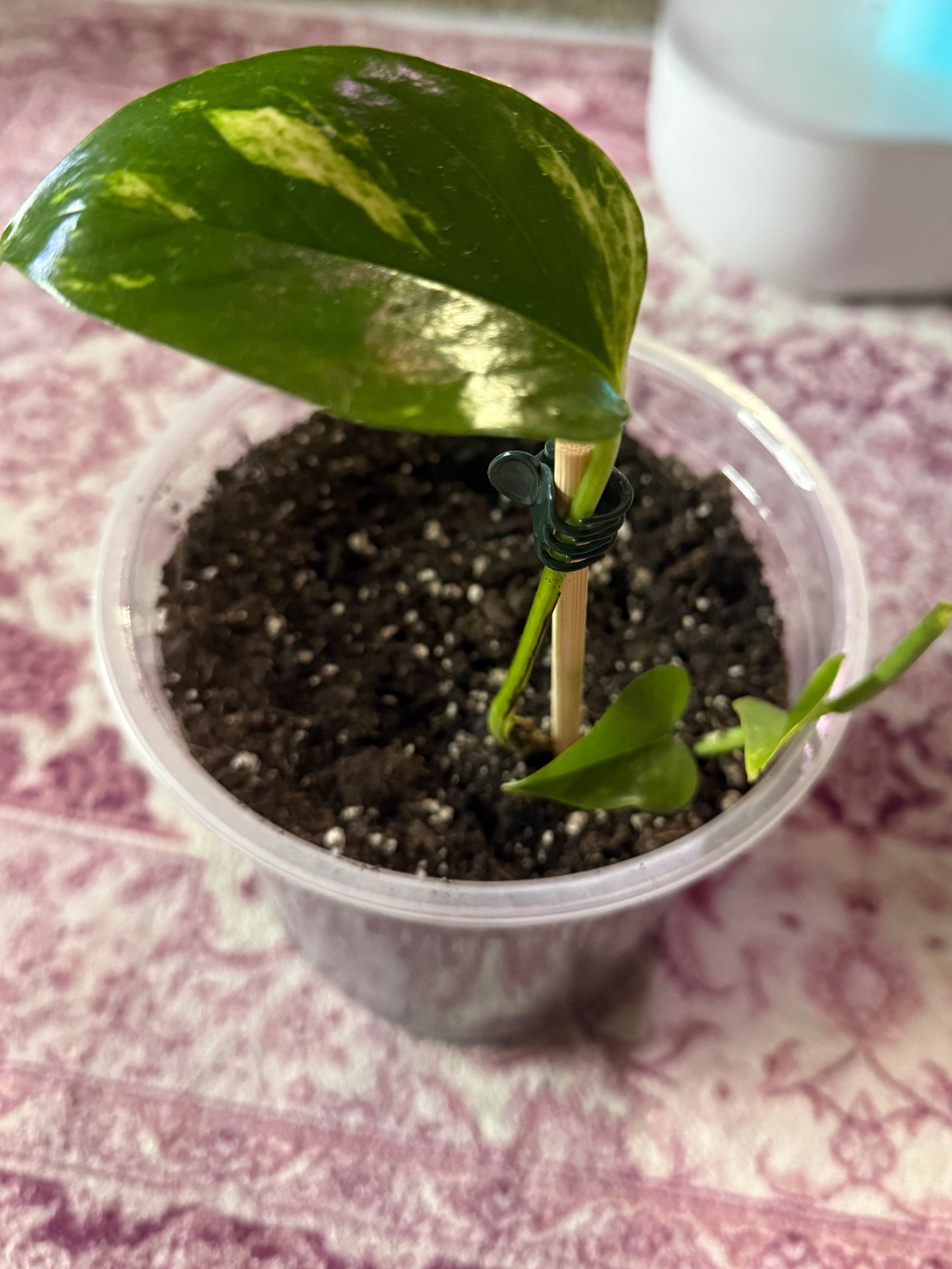 Golden Pothos