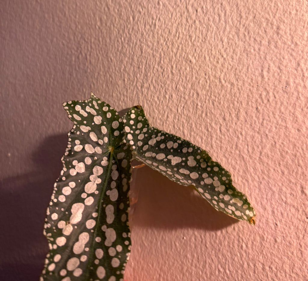 Propagating Begonia Maculata