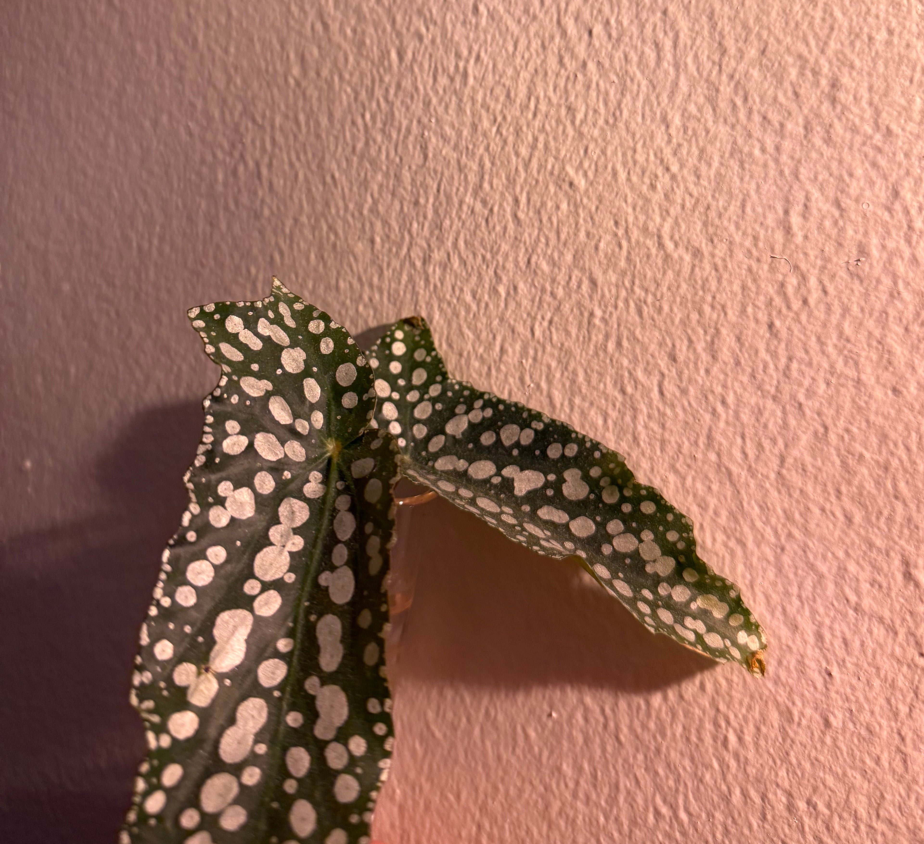 Propagating Begonia Maculata