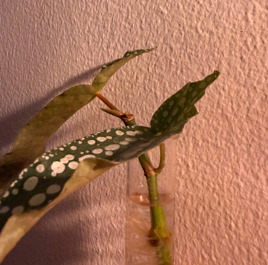 Propagating Begonia Maculata