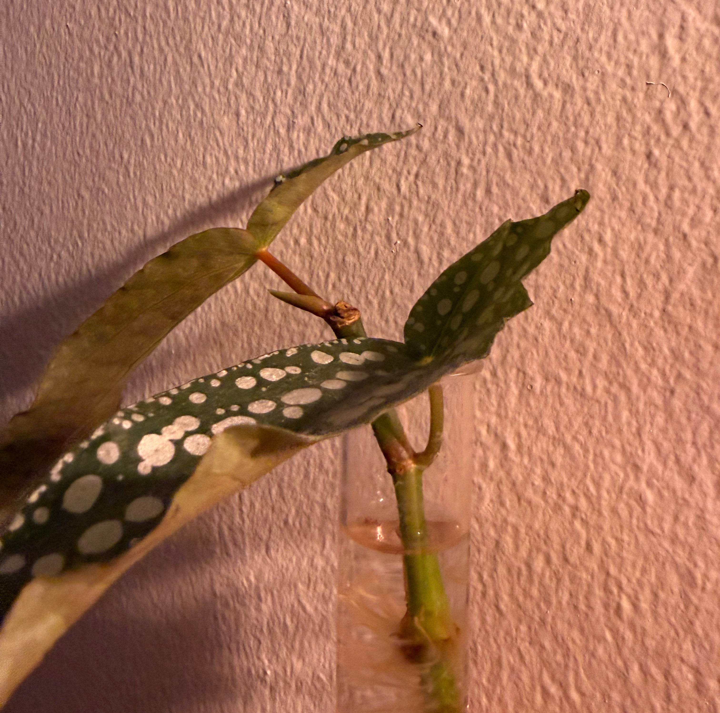 Propagating Begonia Maculata