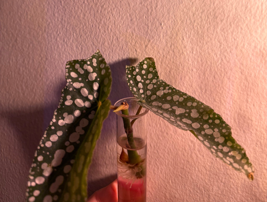 Propagating Begonia Maculata