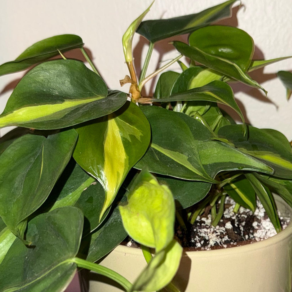 Philodendron Brasil