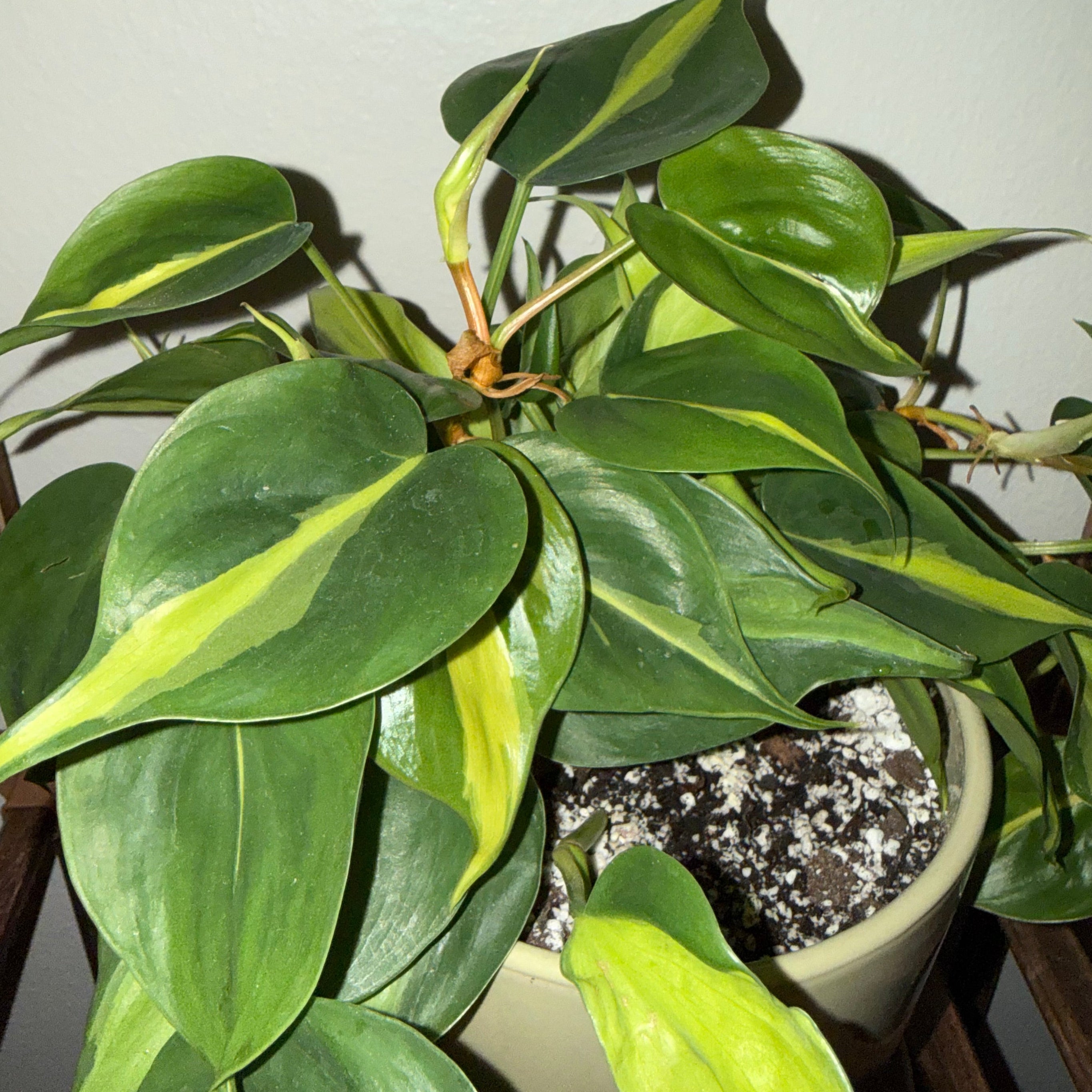 Philodendron Brasil