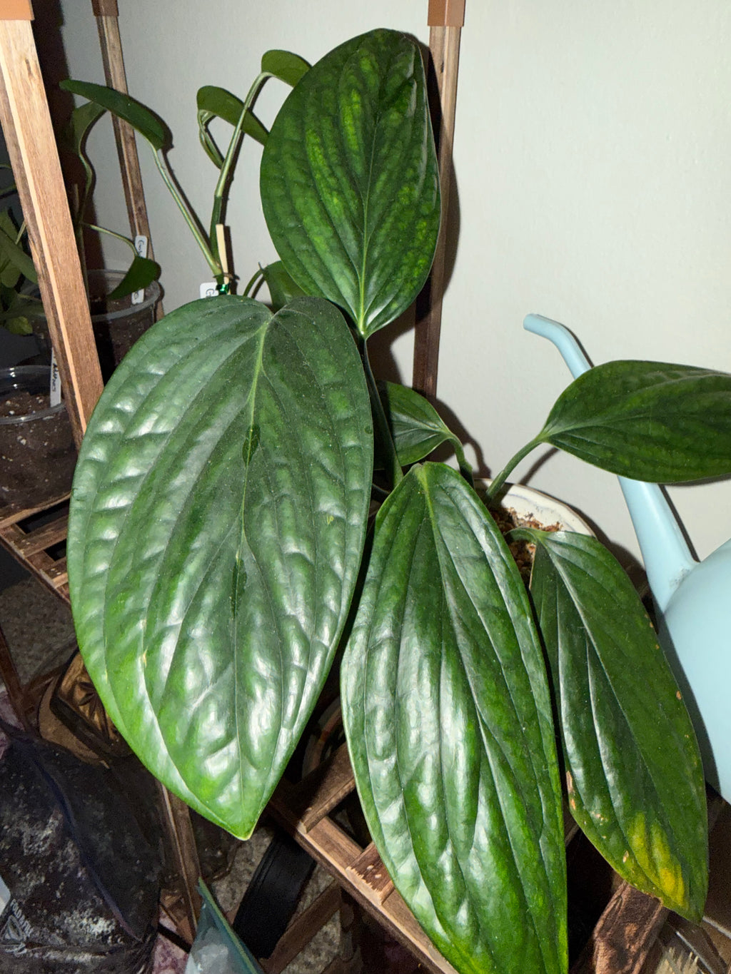 Monstera Karstenianum