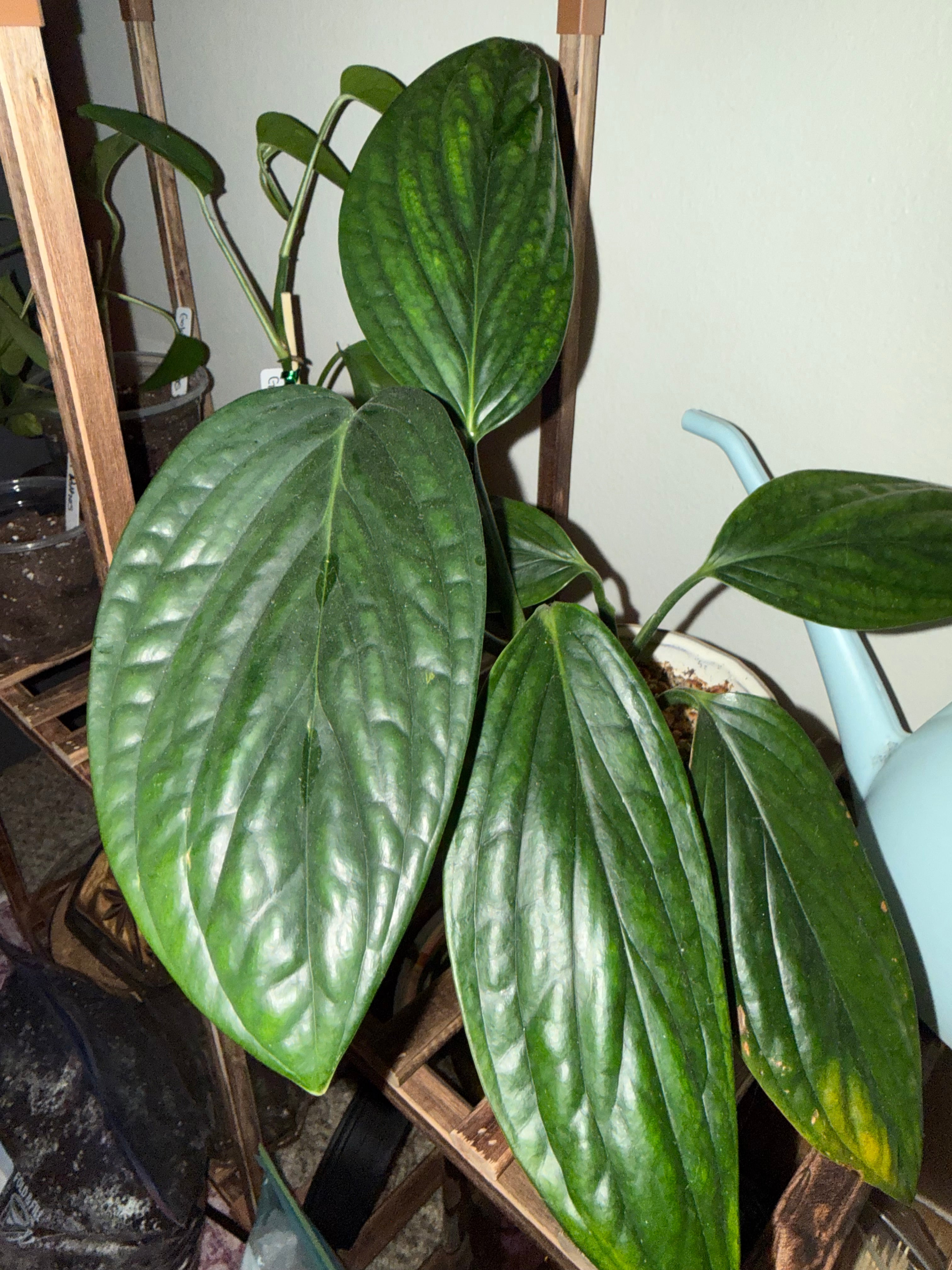 Monstera Karstenianum
