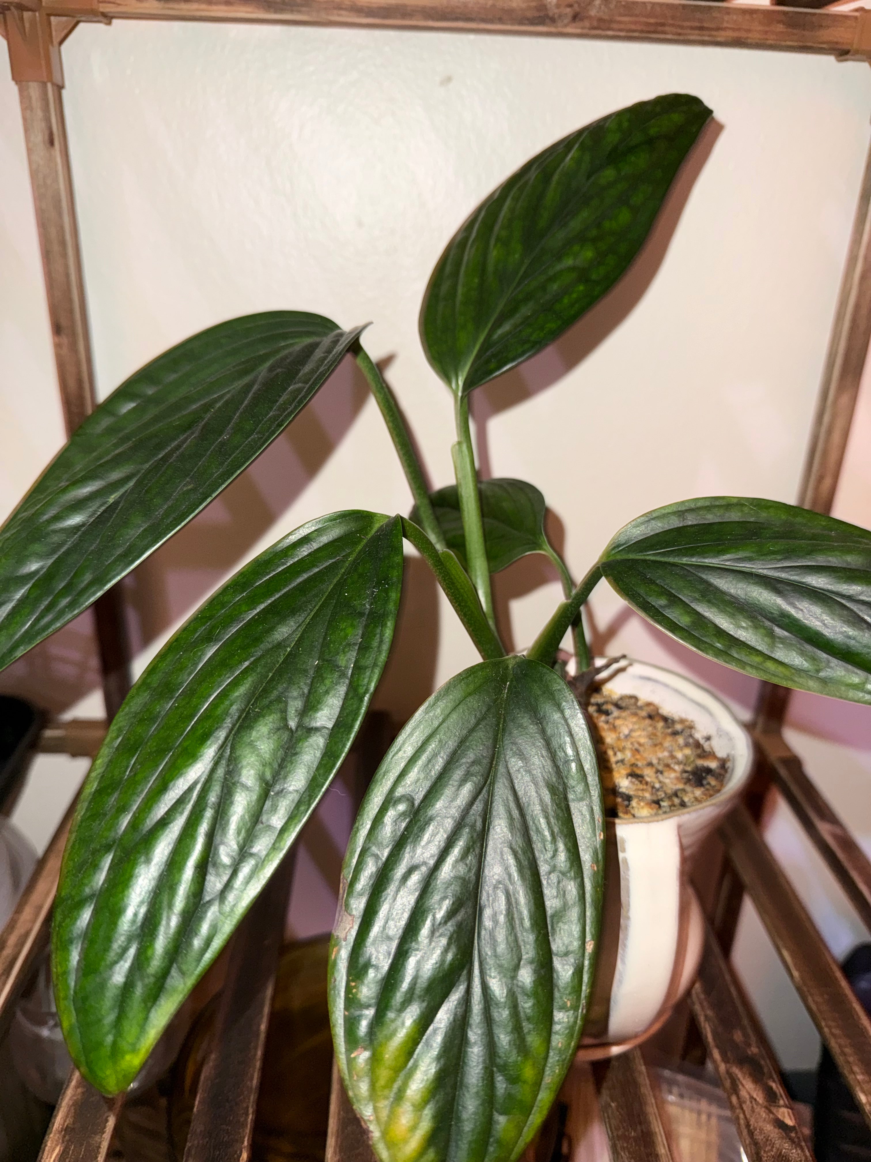 Monstera Karstenianum