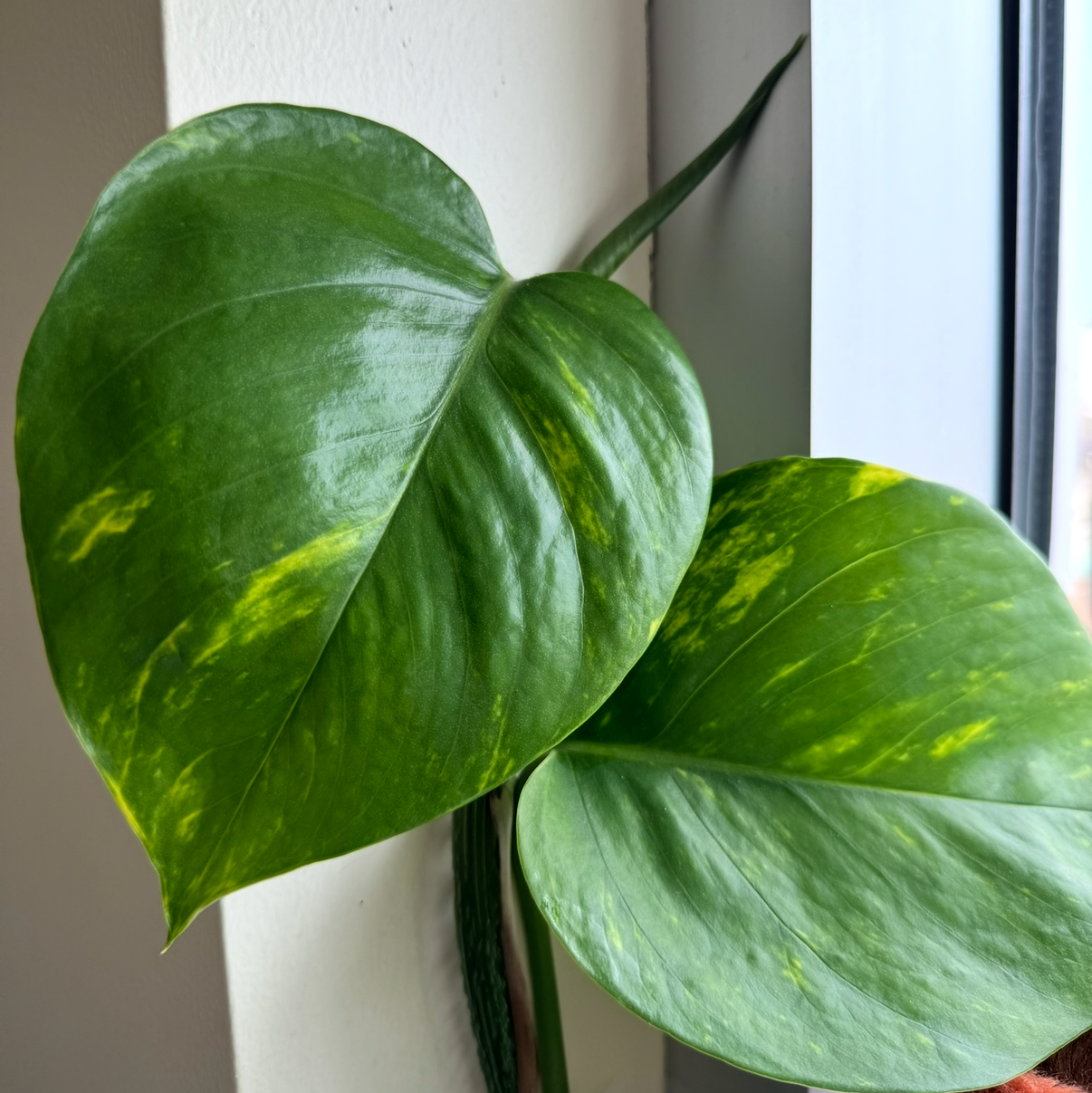 Golden Pothos