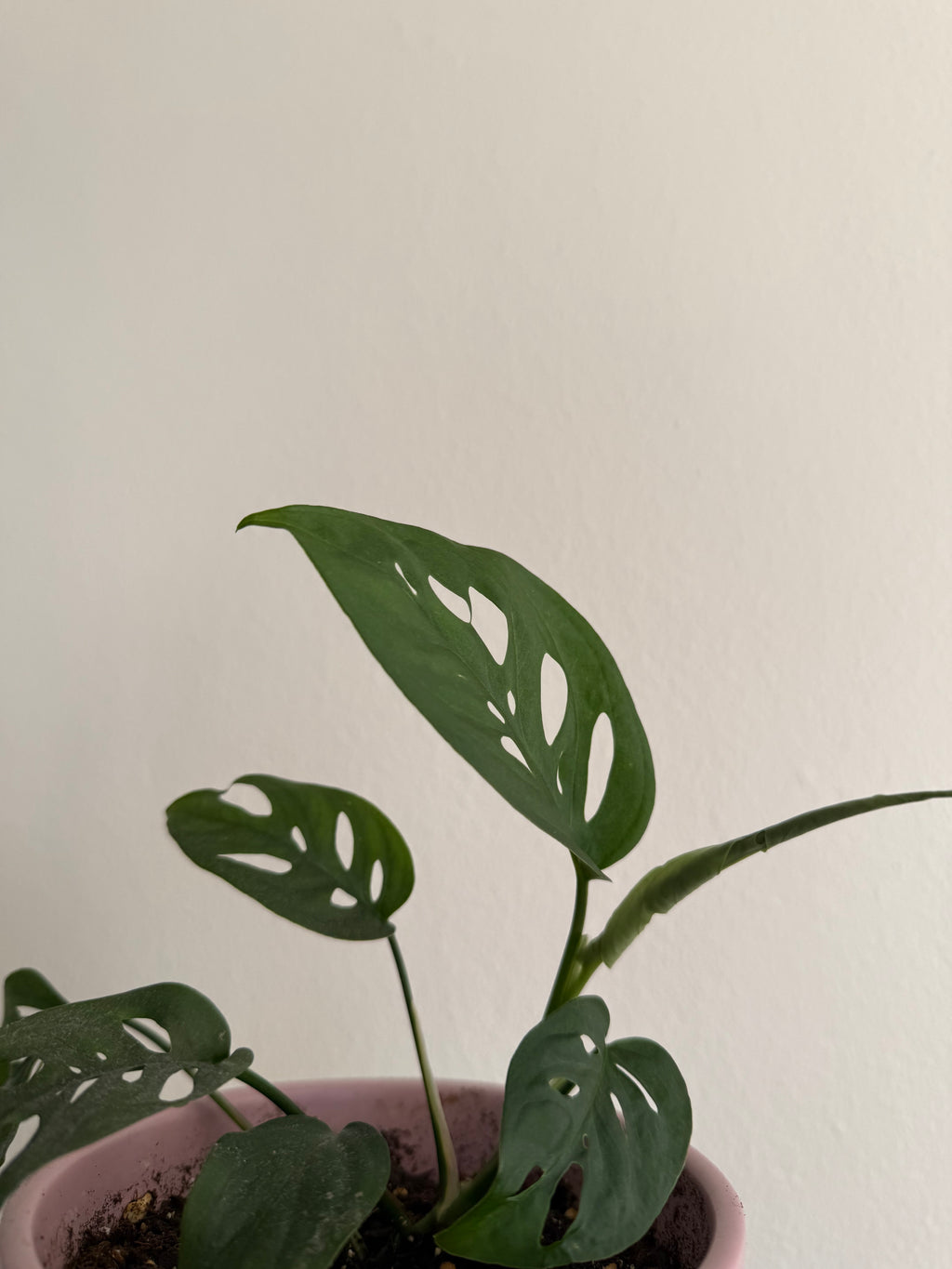 Monstera Adansonii
