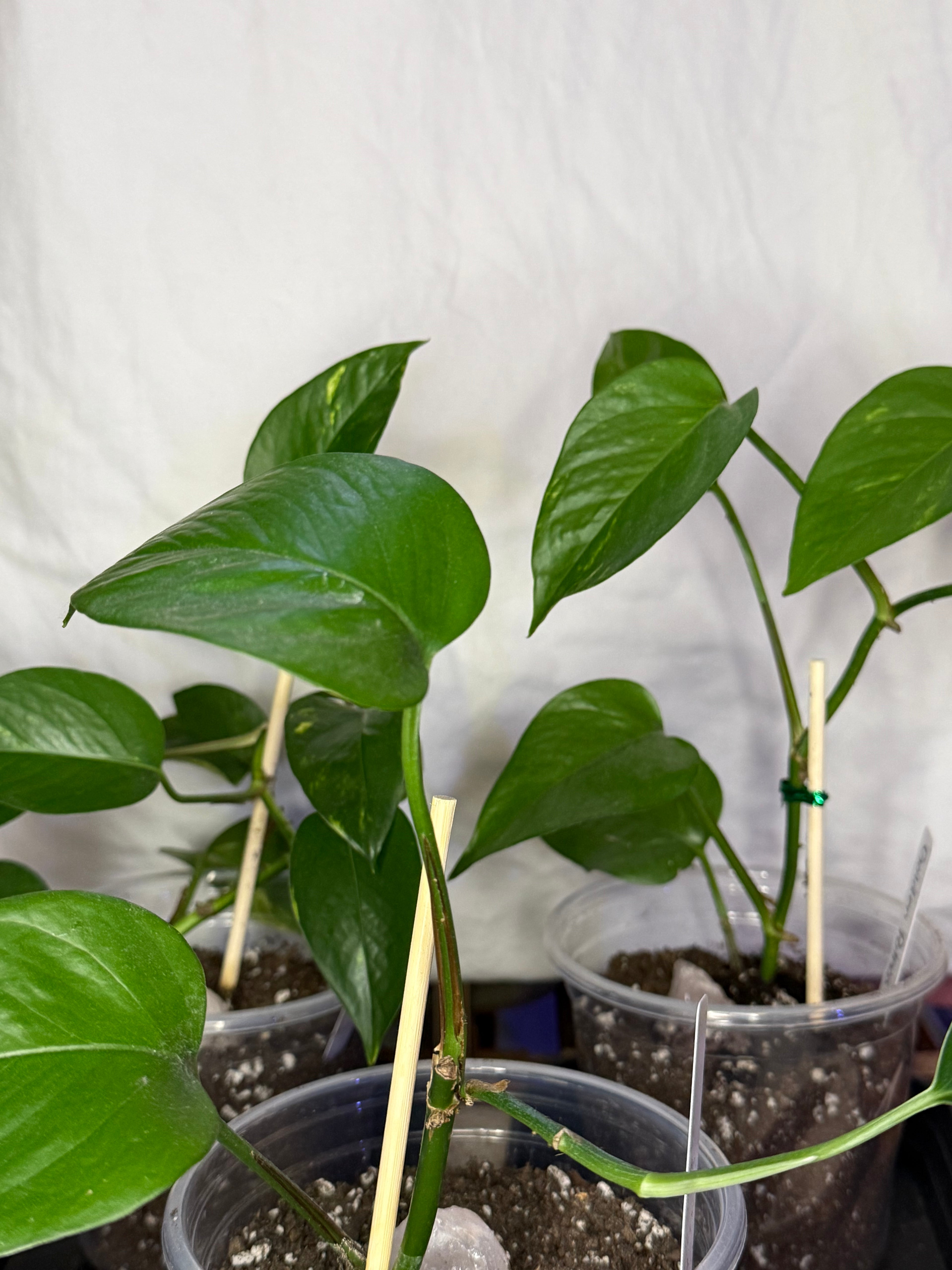golden pothos characteristics Golden Pothos – Celestial Garden Co