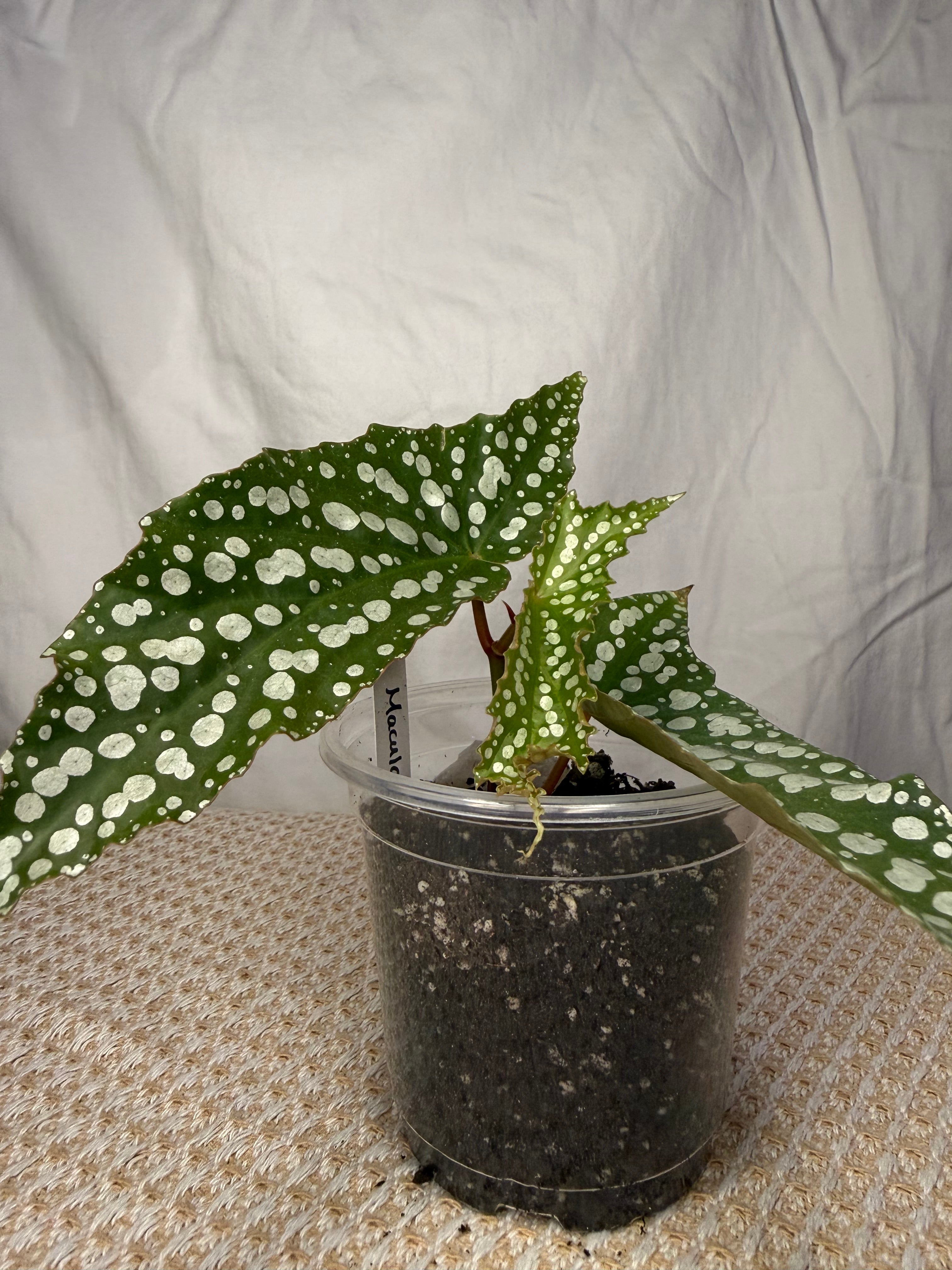 Begonia Maculata