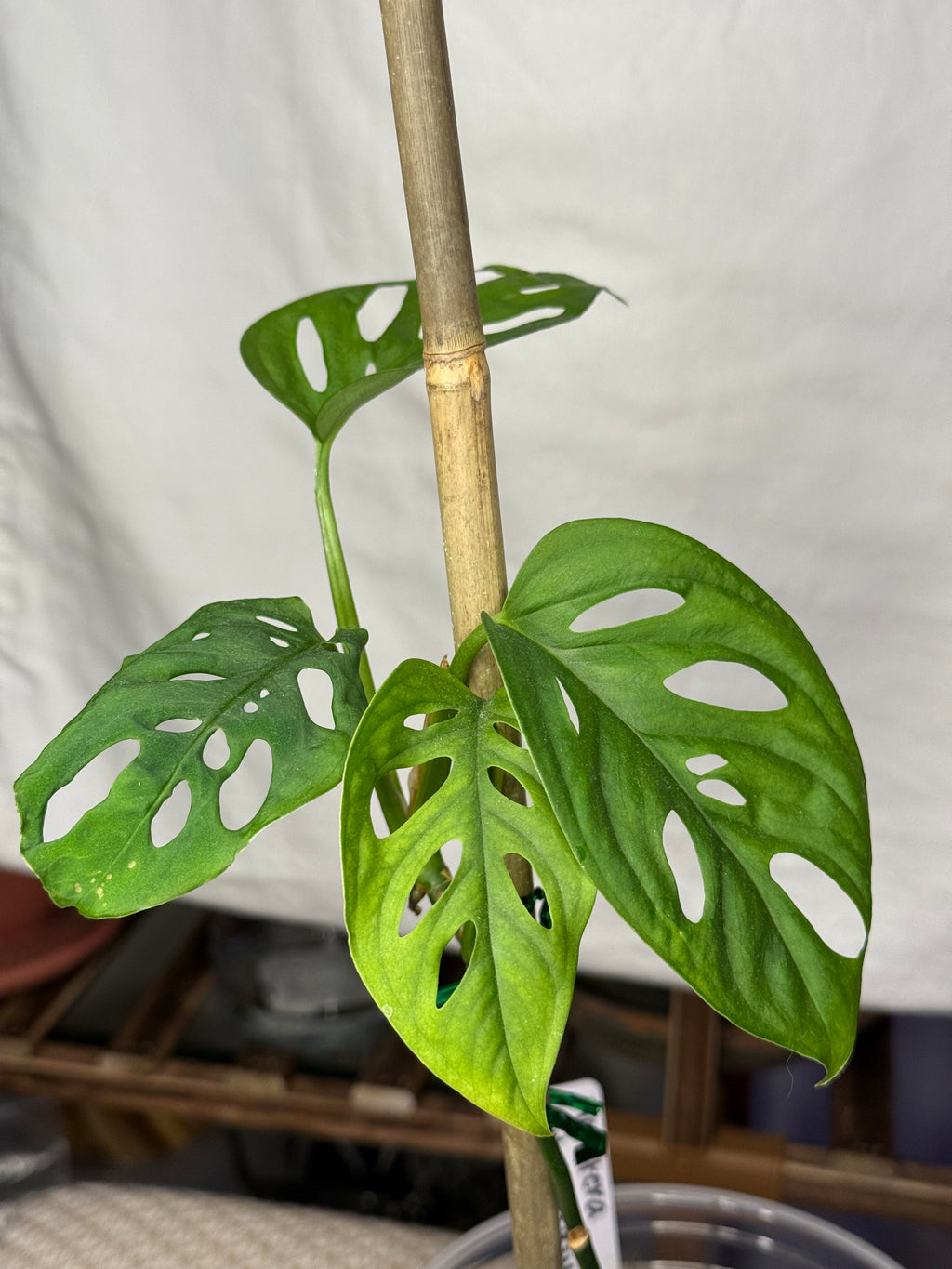 Monstera Adansonii