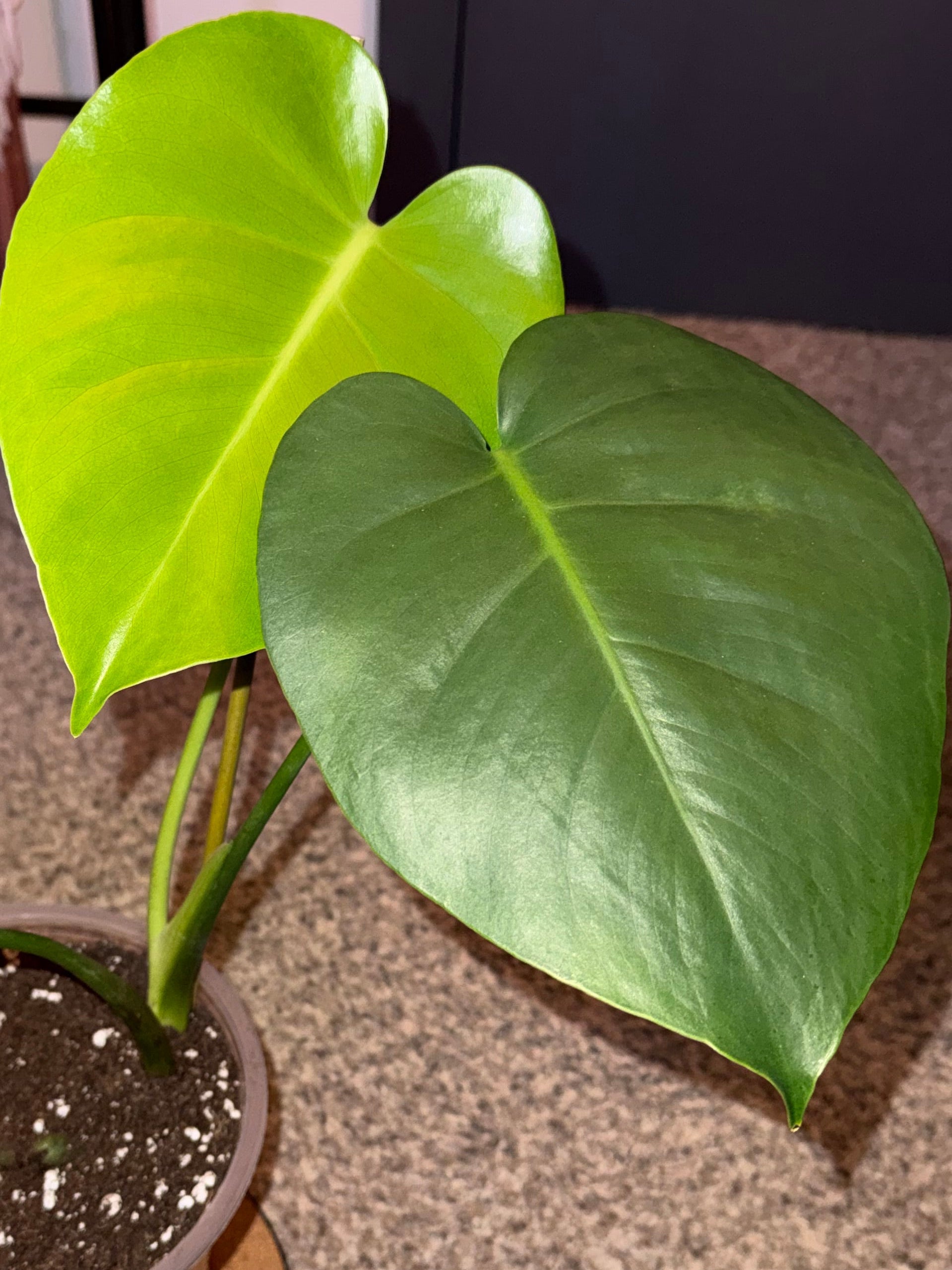 Monstera Deliciosa