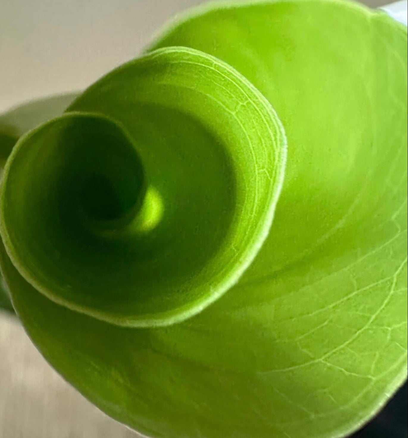 Close-up of a green leaf with a blurred background